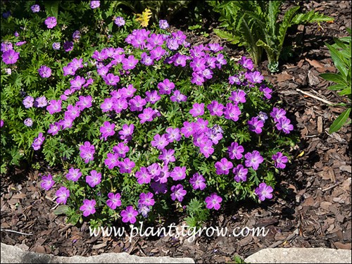 Max Frei Geranium (Geranium sanguineum) has a more mounded growth habit than the straight species plant.(June 12)